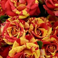 Троянда спрей Фаєр Флеш в контейнері